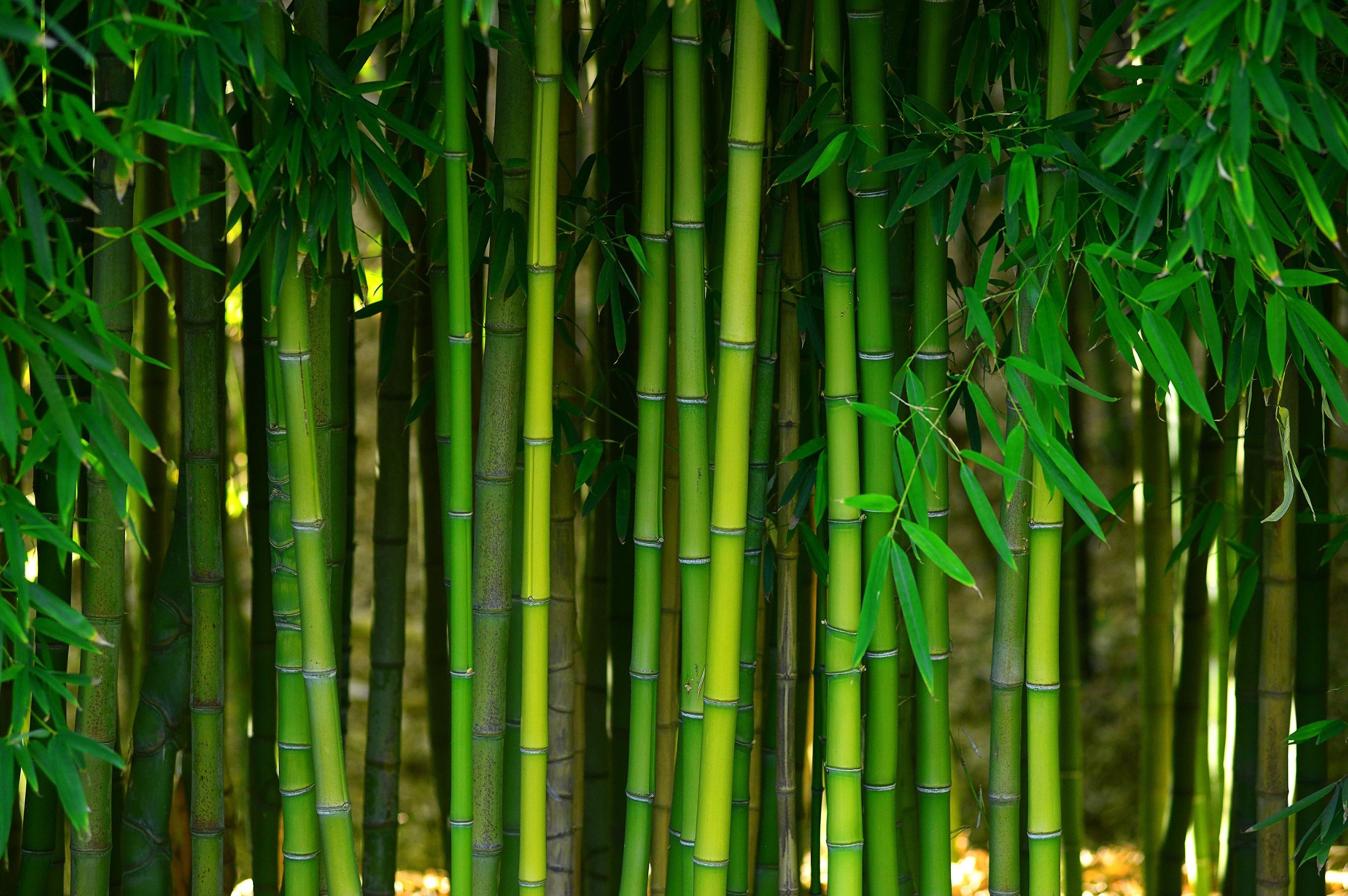 Bamboo